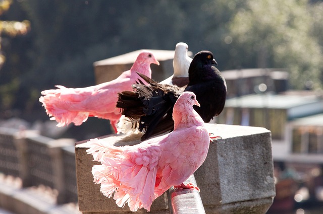 负面效应同 负面效应同